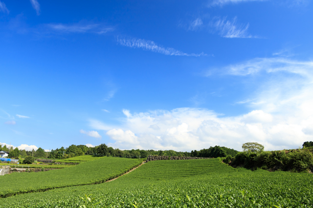 静岡県の茶畑は広い 深むし茶 静岡 深むし茶のギフトなら小野園
